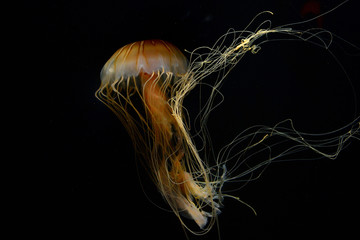 Golden Yellow Jelly FIsh