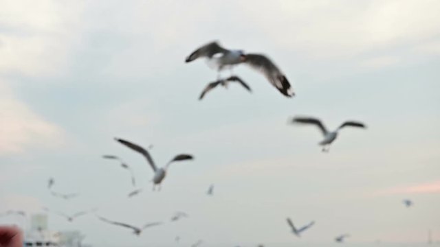 Slow motion of seagull catching his food from a hand
