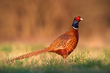 Common pheasant, phasianus colchicus male cock with clear blurred background. Wild animal in nature. - obrazy, fototapety, plakaty