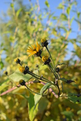 Topinambur kwitnący jesienią