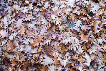 yellow leaves swirl over the city in a quiet rustle