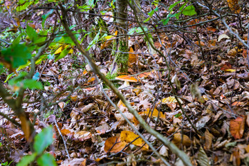 poisonous mushrooms in the forest