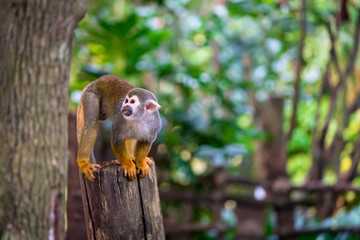 Squirrel monkey sitting on a tree trunk