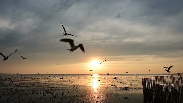 Beautiful sunrise over the ocean with flying seagull birds