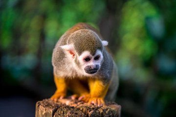 Squirrel monkey sitting on a tree trunk