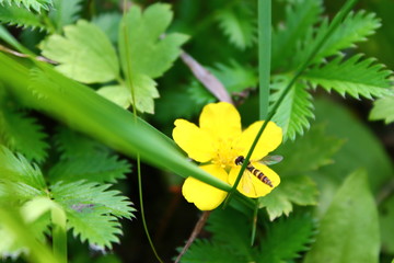 Оса на цветке