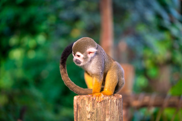 Singe écureuil assis sur un tronc d& 39 arbre