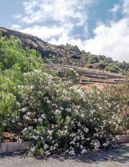 Gardens of the village of La Orotava, in the Canary Islands on a sunny day.