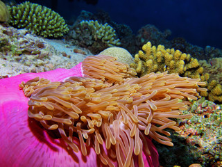 Fototapeta na wymiar Colorful reef anemona