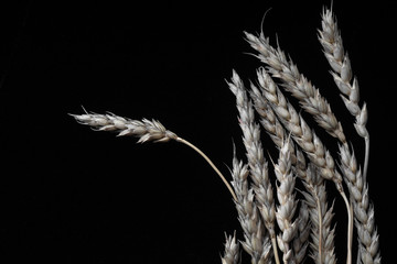 Dry ears of wheat on a black background.