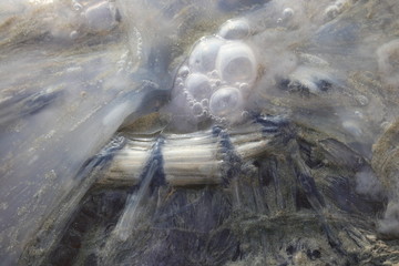 Obraz na płótnie Canvas jellyfish at beach at Arabian Sea alive close-up - Image
