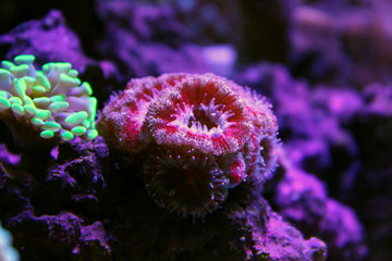 Lordhowensis Coral LPS Acan - Acanthastrea lordhowensis © Kolevski.V
