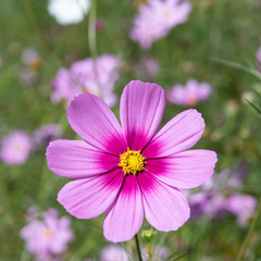 Pink cosmos