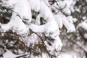 Winter forest. Snow on the branches of trees.