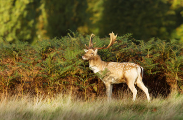 Fallow Deer standing by the fern plants