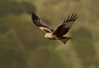 Red kite in flight against colorful background