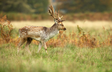 Naklejka na ściany i meble Fallow Deer walkingin the field in autumn