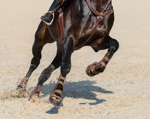 Sluit omhoog beeld van benen van het rennen van het paard van de baaisport.