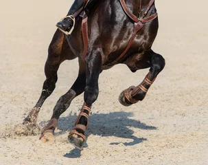 Foto op Canvas Sluit omhoog beeld van benen van het rennen van het paard van de baaisport. © Kseniya Abramova