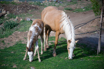 foal with mom eating grass. in the summer, horses on the farm graze.