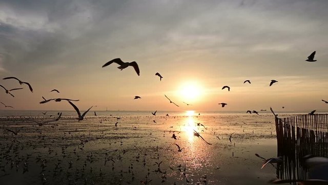 Slow motion of flying seagull birds with sunset