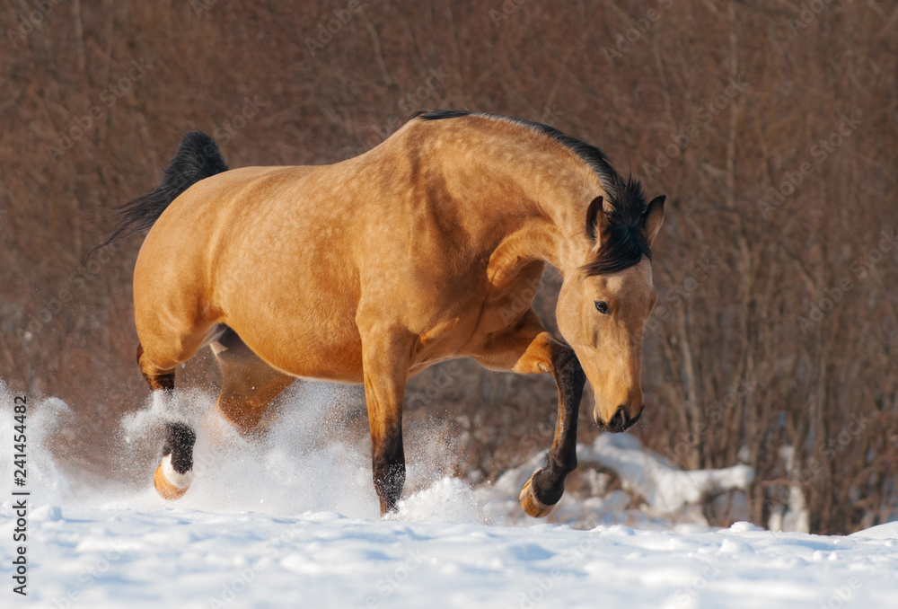 Canvas Prints dapple chestnut mustang trotting across winter snowy meadow.