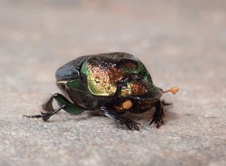 Colorful Dung Beetle Phaneaeus vindex
