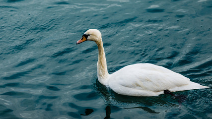 White Swan in Maribor, Slovenia