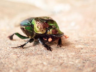 Colorful Dung Beetle Phaneaeus vindex