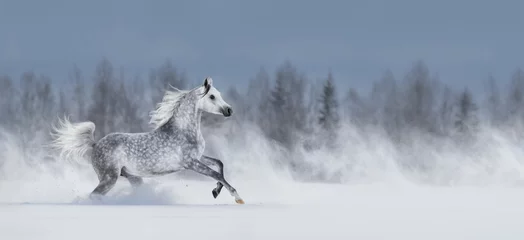 Rollo Graues arabisches Pferd, das über schneebedecktes Feld galoppiert. © Kseniya Abramova