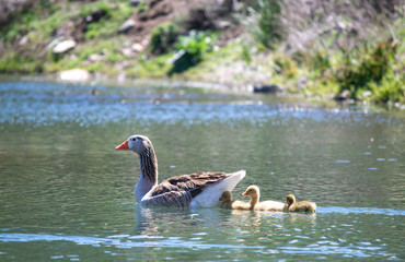 goose with goslings in the pond. three of them are with mother in summer in the pond