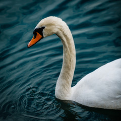 White Swan in Maribor, Slovenia
