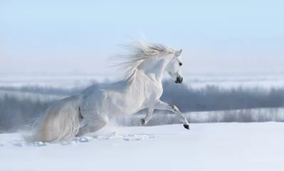 Fototapeten Weißes Pferd mit langer Mähne, das über die Winterwiese galoppiert. © Kseniya Abramova