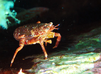 Red crab looking at you
