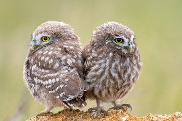 Two Little owl, Athene noctua, sitting on a stone. Young birds.