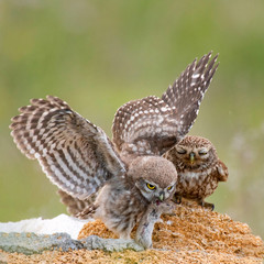 Three little owls, Athene noctua, stand on the rock. One owl holding in its beak a mouse.