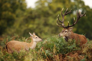 Red Deer stag standing by a hind