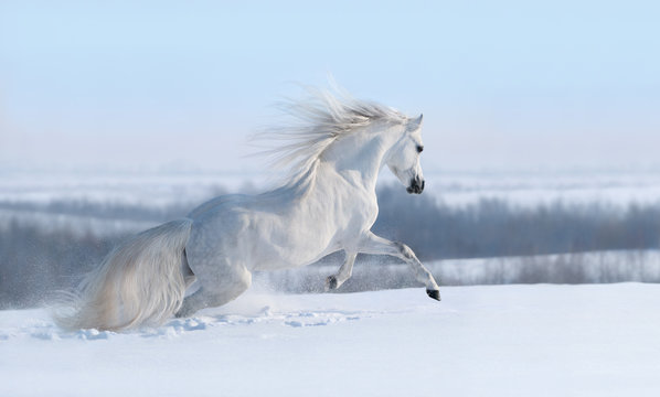 White horse with long mane galloping across winter meadow.