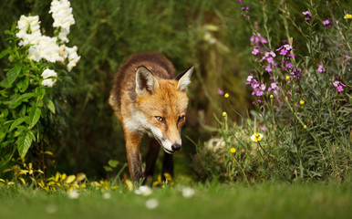 Red fox in the garden with flowers