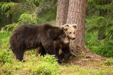 Fototapeta na wymiar Two young Eurasian brown bears walking in the forest