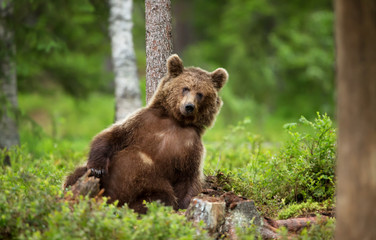 Fototapeta na wymiar European brown bear leaning against the tree
