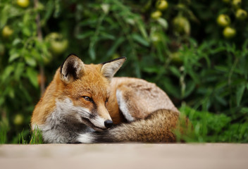 Obraz premium Red fox lying relaxed in the vegetable garden