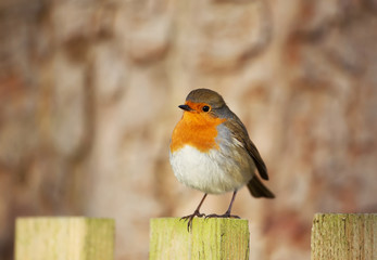European Robin perching on a mossy post
