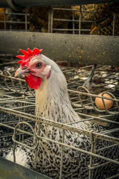 Braekel chicken layer in the farmhouse