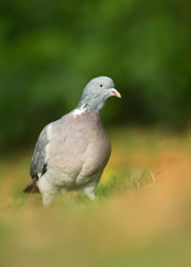 Close up of a Wood pigeon against colorful background