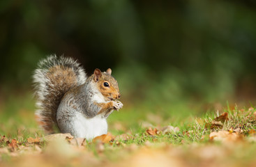 Obraz premium Grey squirrel eating a nut in the meadow
