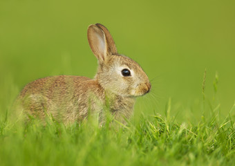 Fototapeta premium Wild rabbit sitting in the meadow