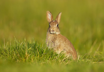 Wild young rabbit sitting in the meadow