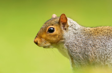 Close-up of a Grey squirrel against green background
