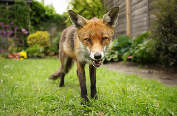 Close-up of a happy Red fox standing in the garden